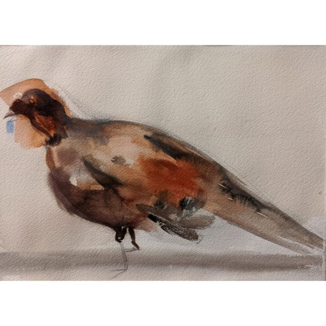 Pheasant sketch